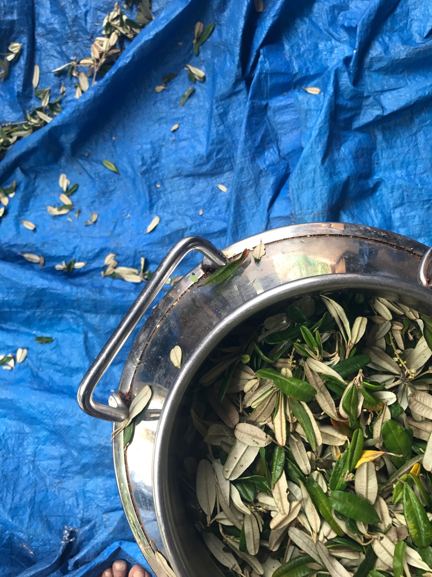 Month Long Essential Oil Distillation Internship